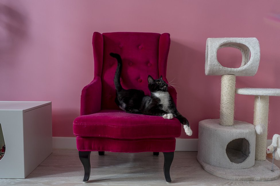 Kako je Kijev dobio Hitnu pomoć za životinje 5 A cat in a chair