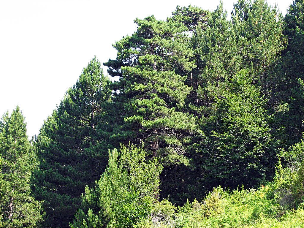 Koliko je priroda Srbije zaštićena 4 Jarešnik