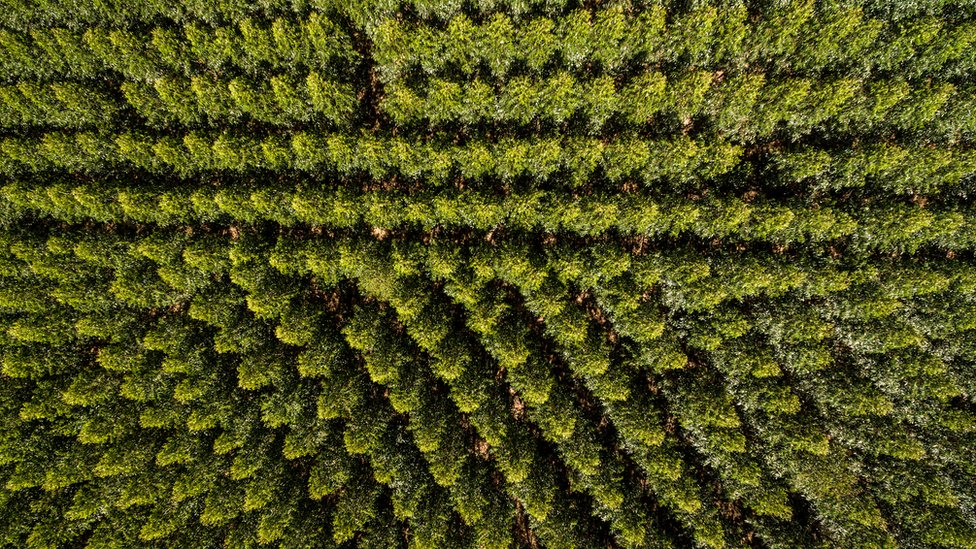Biljna ishrana može da se bori protiv klimatskih promena, tvrde UN 5 Drveće