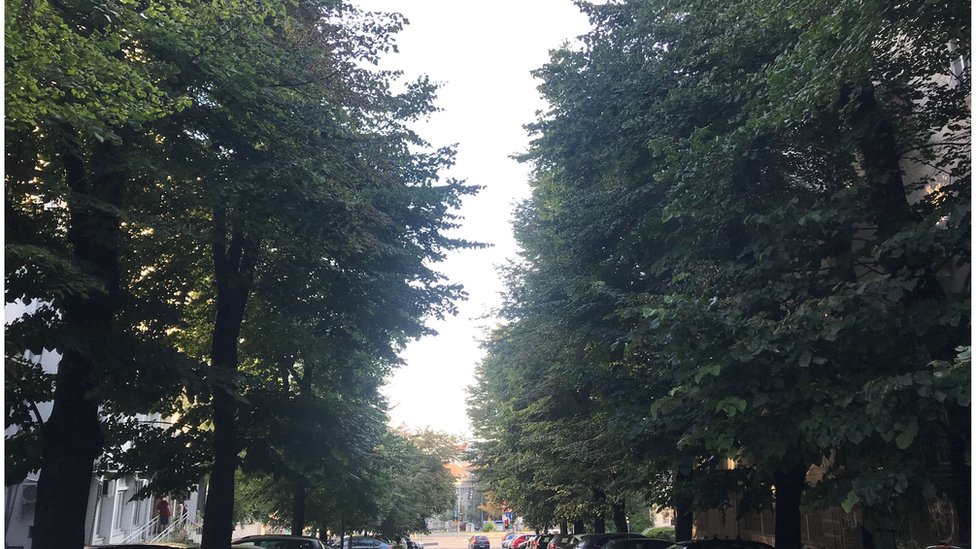 Drvored u centru Beograda