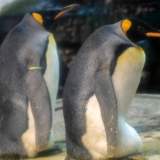 Gej pingvini u Berlinu usvojili napušteno jaje 5