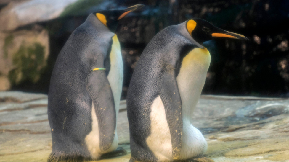 King penguins at Berlin Zoo, 2019