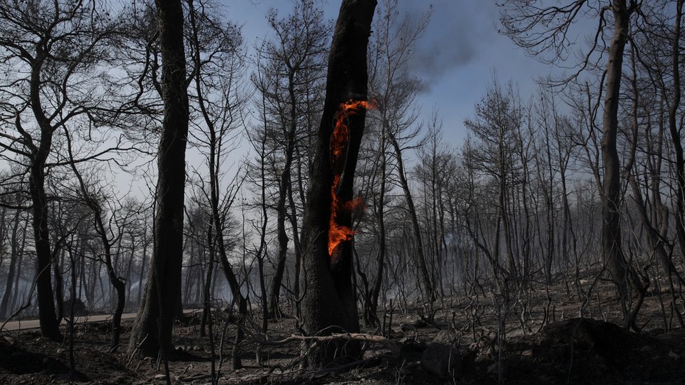 Zapaljeno drvo
