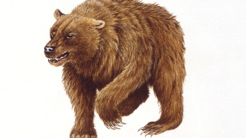 Pećinski medved - iz ruke ilustratora