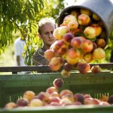 Za nabavku opreme za preradu voća i povrća 16 miliona dinara 15