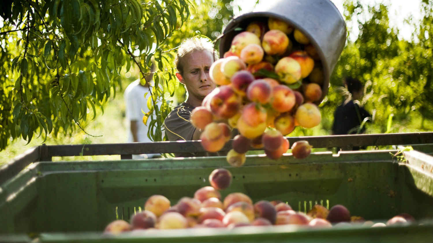 Za nabavku opreme za preradu voća i povrća 16 miliona dinara 1