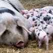 SRCE: Afrička kuga svinja najviše pogađa mala gazdinstva, država da isplati naknadu štete 11