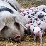 Sve manje goveda i svinja: Stočarstvo za 30 godina palo za 60 odsto 11