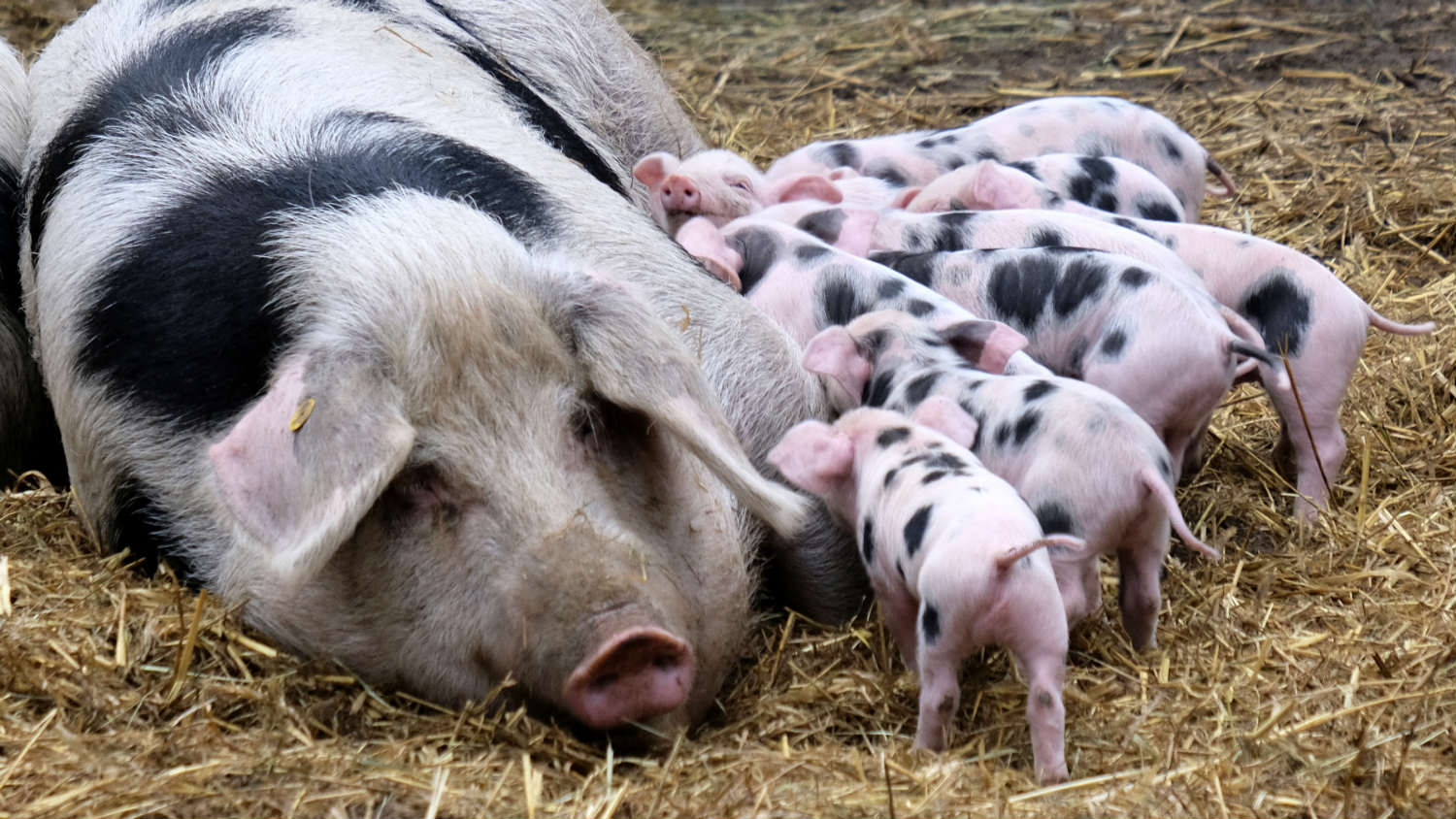 Zbog afričke kuge zabranjen uvoz svinja iz Srbije u BiH i Severnu Makedoniju 1