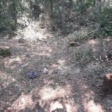 Rašumljavanje i seča stabala u Miljakovačkoj šumi 4