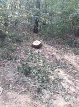 Rašumljavanje i seča stabala u Miljakovačkoj šumi 4