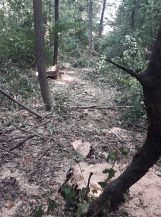 Rašumljavanje i seča stabala u Miljakovačkoj šumi 3