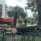 Zelenilo Beograd: Stabla u Čuburskom parku rizik za građane 15