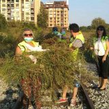 Zelene brigade u borbi protiv ambrozije 9