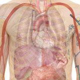 Naučnici kreirali “flaster” za saniranje unutrašnjih povreda 4