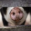 Zatvorena stočna pijaca u Obrenovcu zbog afričke kuge svinja 7