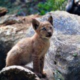 U Pirinejima se nakon gotovo jednog veka rodila beba ris 1