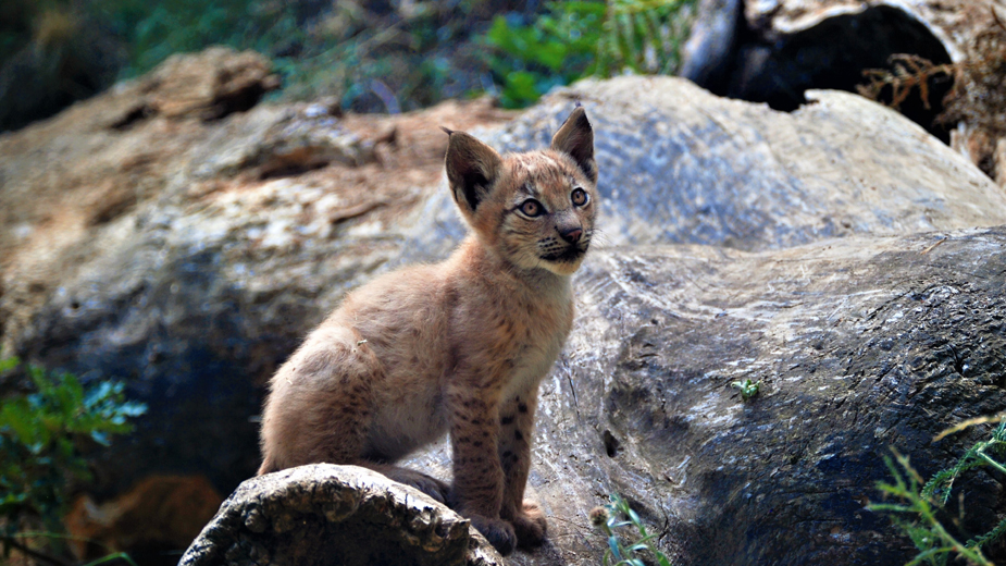 U Pirinejima se nakon gotovo jednog veka rodila beba ris 1