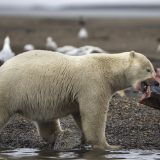 Princ ubio najvećeg medveda u Rumuniji 8