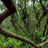 Kako su majušni majmuni oživeli peruanski Amazon 1