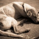 Uzroci nastanka anemije kod pasa i način lečenja 5