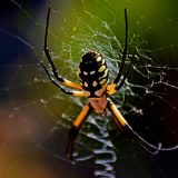 U pećini otkrivena paukova mreža sa više od 100 m2 2