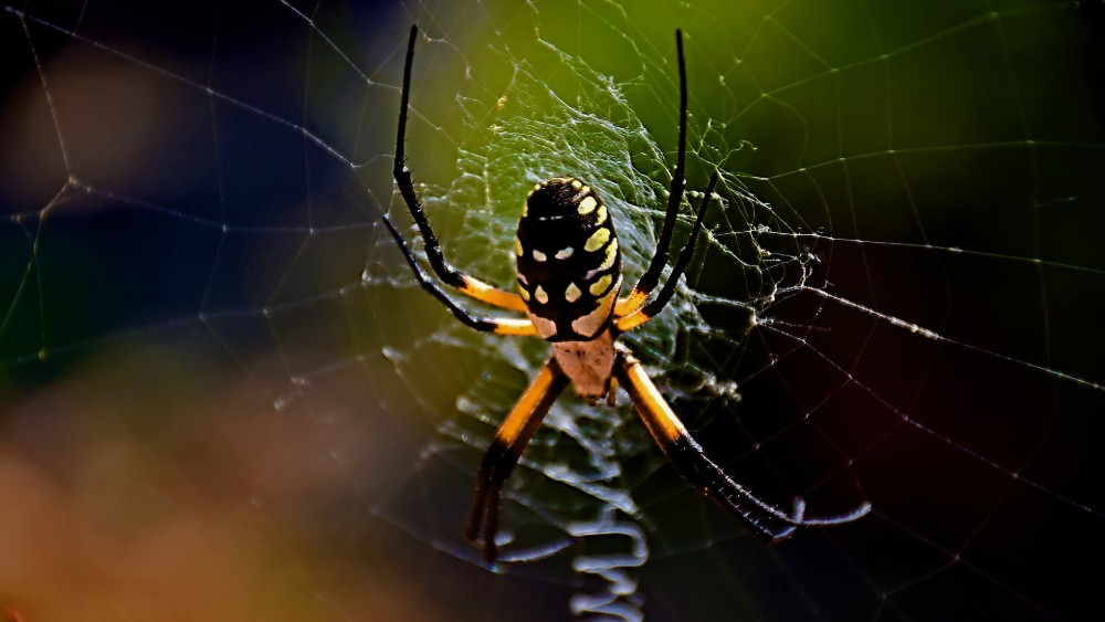 U pećini otkrivena paukova mreža sa više od 100 m2 1