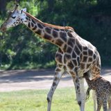 Manje žirafa – više zaštite od neregulisane trgovine 14
