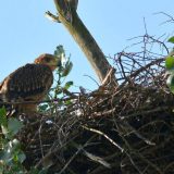 Prvi letovi mladunaca orla krstaša (VIDEO) 14