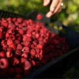 Radović: Poplave u Ivanjici i Arilju uništile više od 1.000 hektara malinjaka 14