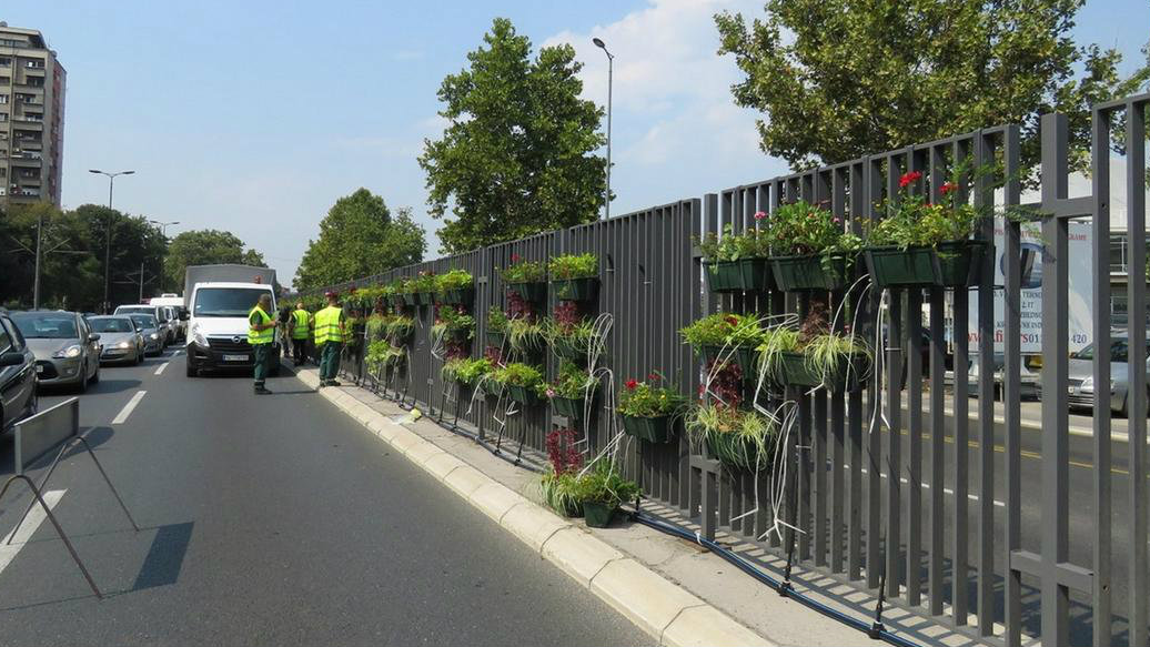 Cveće na razdelnoj ogradi beogradskog bulevara protiv buke i zagađenja 1