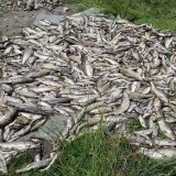 Pomor ribe „težak“ 354.650 evra 15