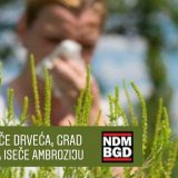 Inicijativa Ne davimo Beograd: Umesto seče drveća, Grad Beograd da iseče ambroziju 3