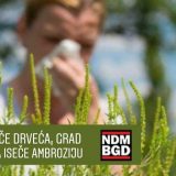 Inicijativa Ne davimo Beograd: Umesto seče drveća, Grad Beograd da iseče ambroziju 5