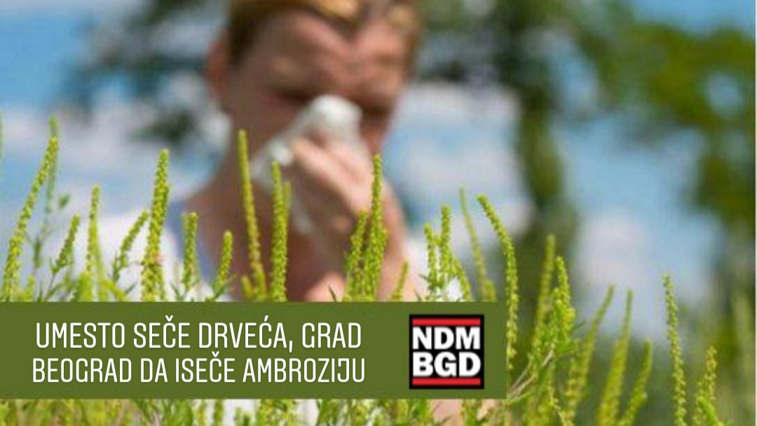 Inicijativa Ne davimo Beograd: Umesto seče drveća, Grad Beograd da iseče ambroziju 1