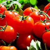 Protest proizvođača paradajza zbog niske cene sutra u Leskovcu 11