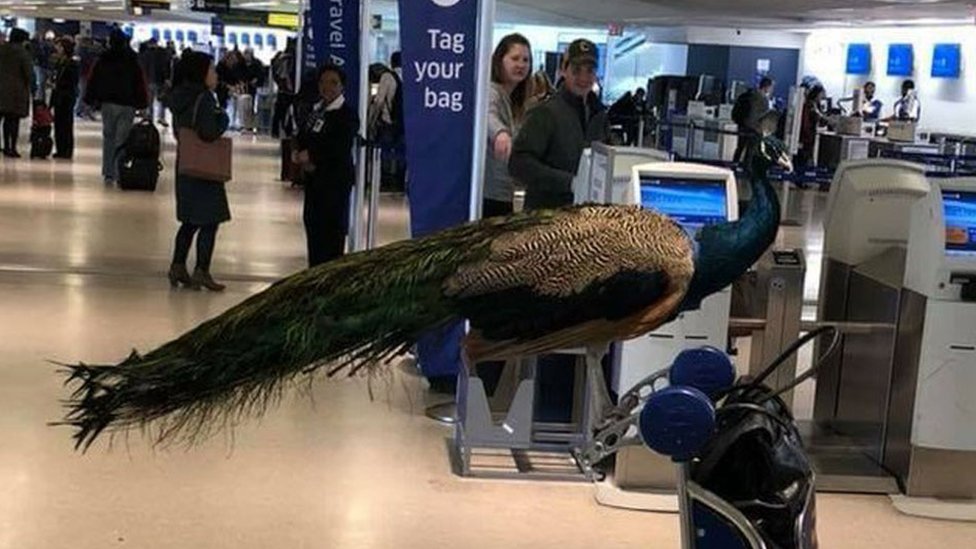 Paun čeka red na aerodromu u Nju Džersiju