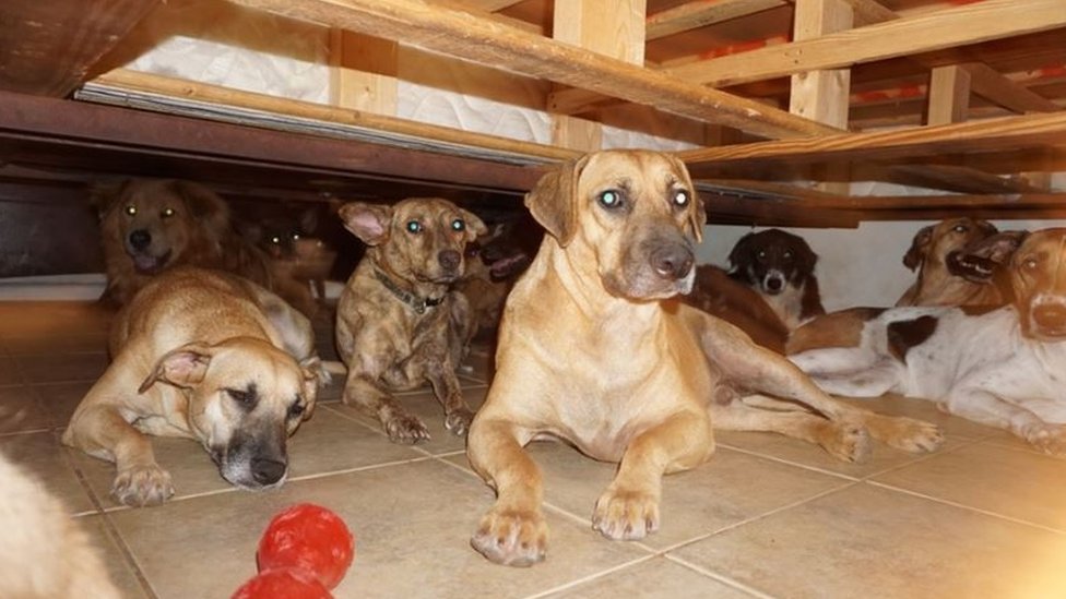 Dogs taking shelter under a bed.