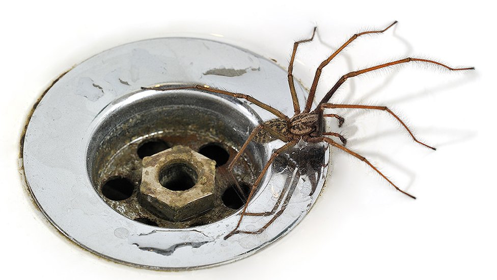 Spider and plughole