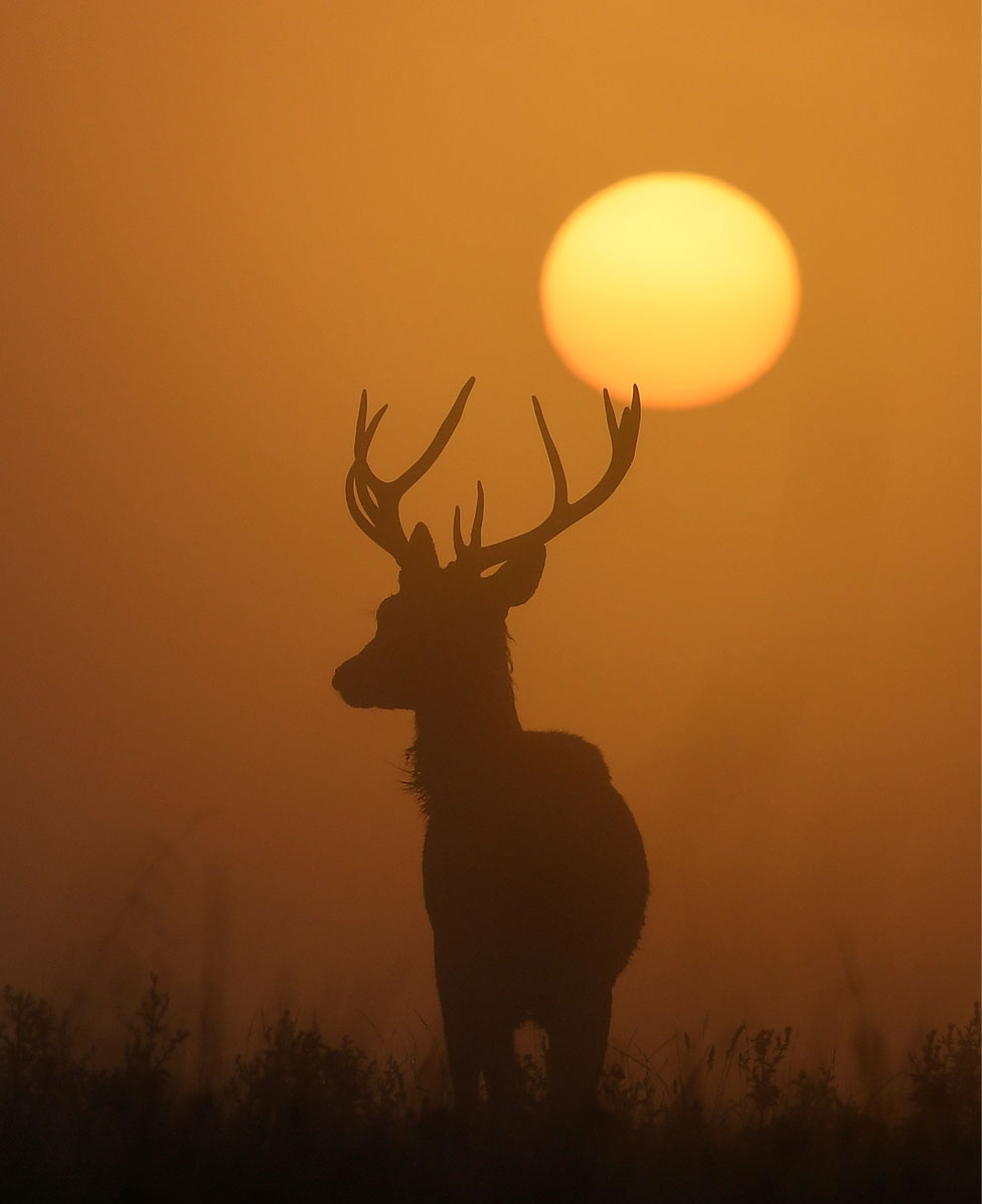 Požari u Amazoniji, protesti i spasavanje migranata - fotografije koje su obeležile nedelju 15 The sun rises behind a deer at dawn in Richmond Park, West London, UK. 20 September 2019.