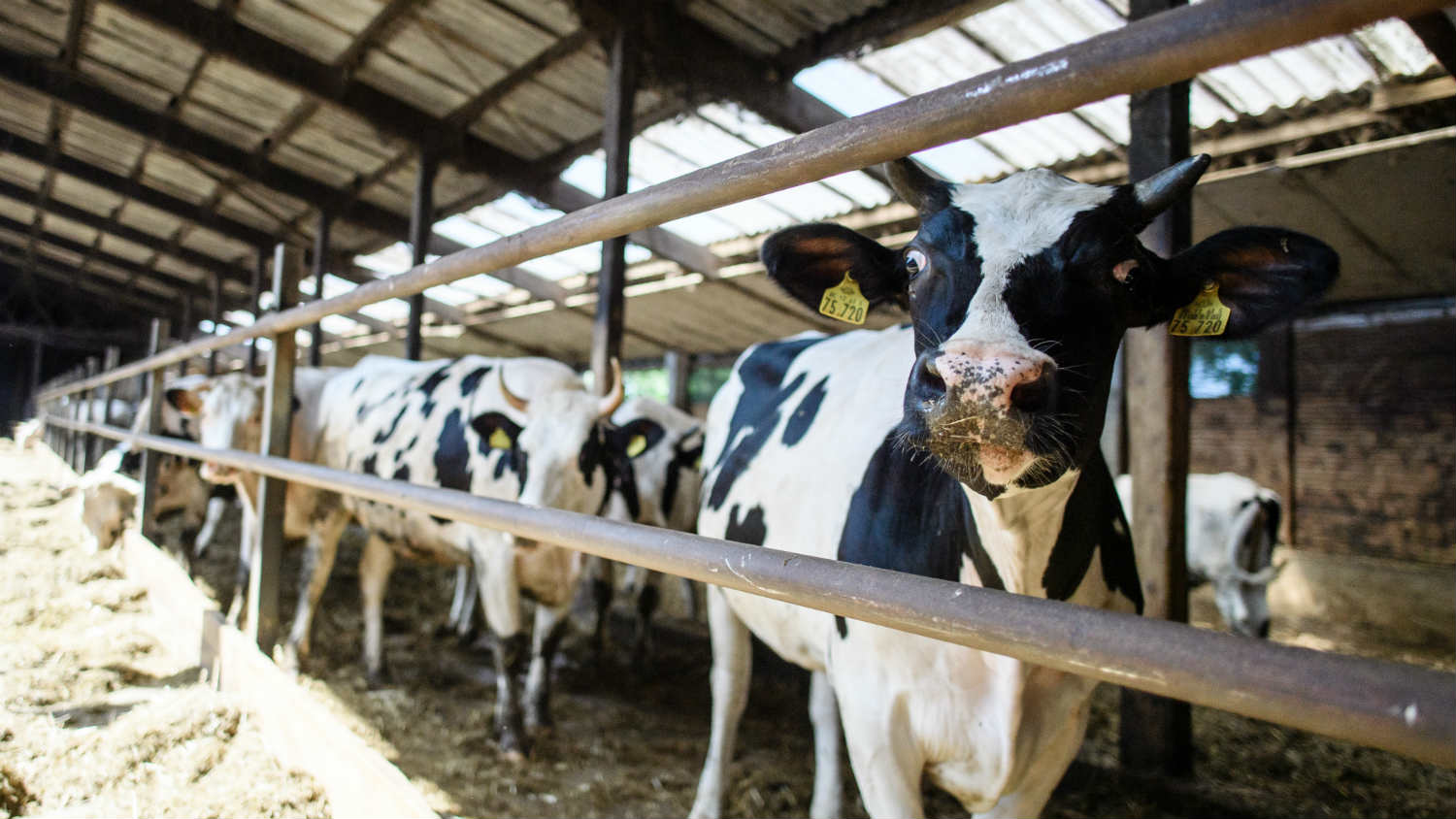 Stočari još čekaju subvencije za 2018. 1