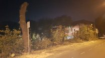 Posečena stabla u Bjelanovićevoj ulici 2