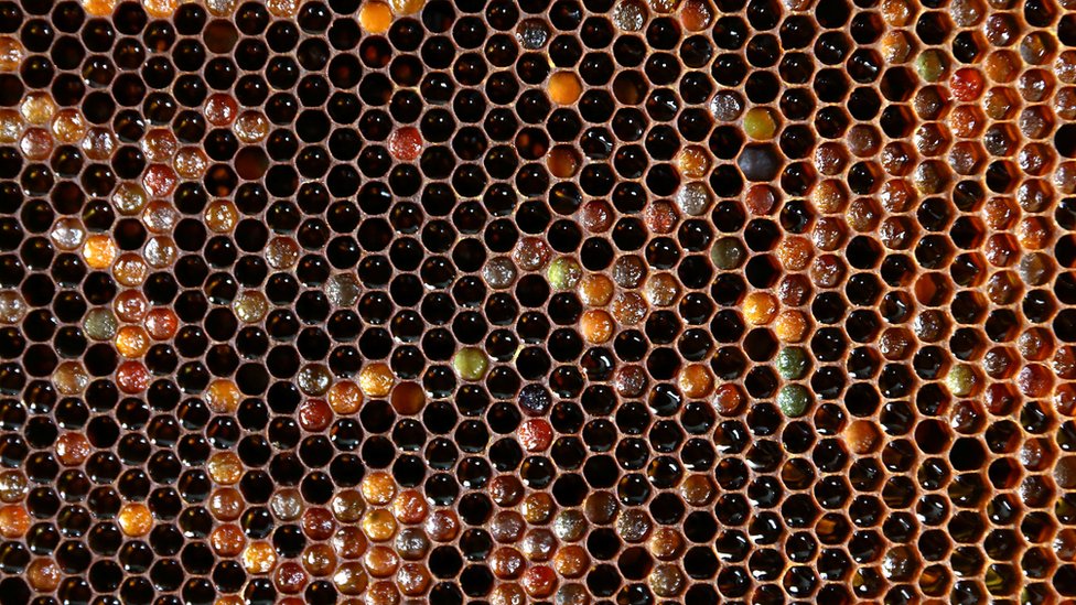 Ajfon 11: Šta je tripofobija i zašto neki ne mogu da smisle novi model 4 Saće