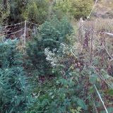 Uzgajao marihuanu u malinjaku 8