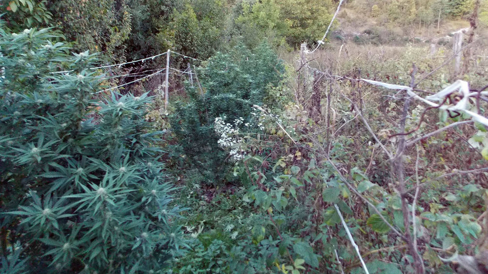 Uzgajao marihuanu u malinjaku 1