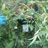 Uhapšen zbog uzgoja marihuane 14