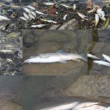 Ribočuvari nisu primetili pomor ribe u Limu 13