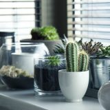 Novi trend milenijalsa – biljke koje pevaju, za usamljene (VIDEO) 3