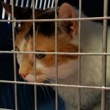 DRI: Nedostaci u upravljanju informacionim sistemom Uprave za veterinu 6