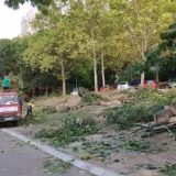 Nova seča stabala, bez građevinske table 8